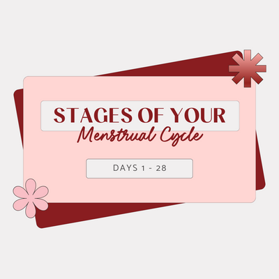 The Stages of your Menstrual Cycle